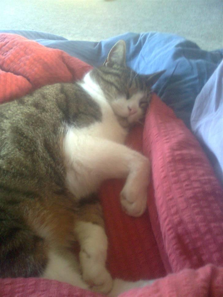 Huskat timmi :) - sov billede 2