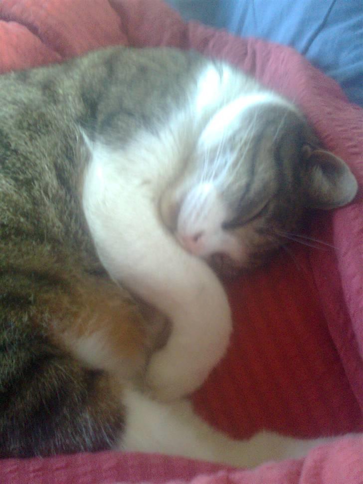 Huskat timmi :) - hans ben ser handicappet ud XD billede 3