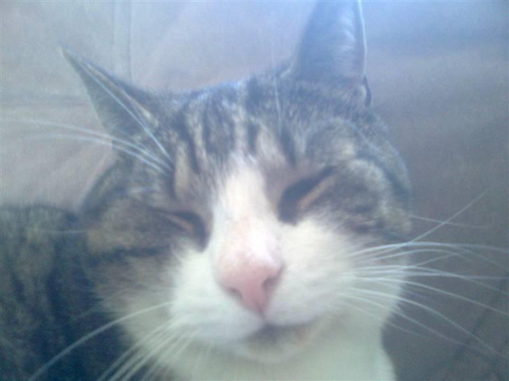 Huskat timmi :) - er han ikke cute? billede 4