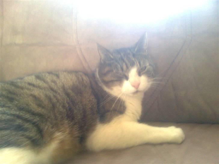 Huskat timmi :) billede 5