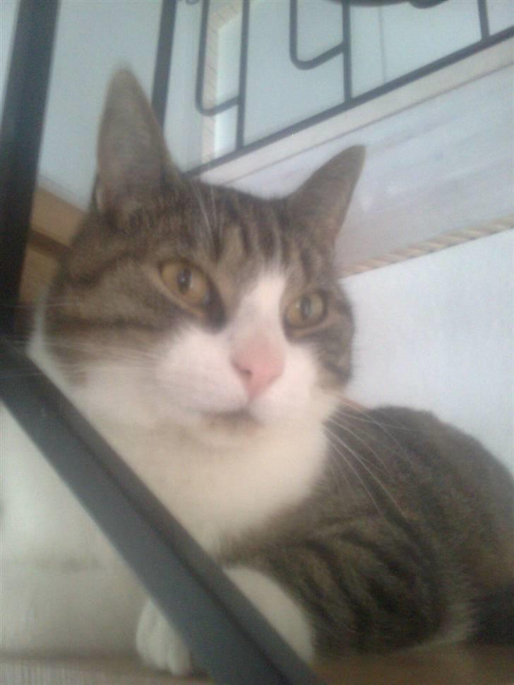 Huskat timmi :) - på trappen billede 6