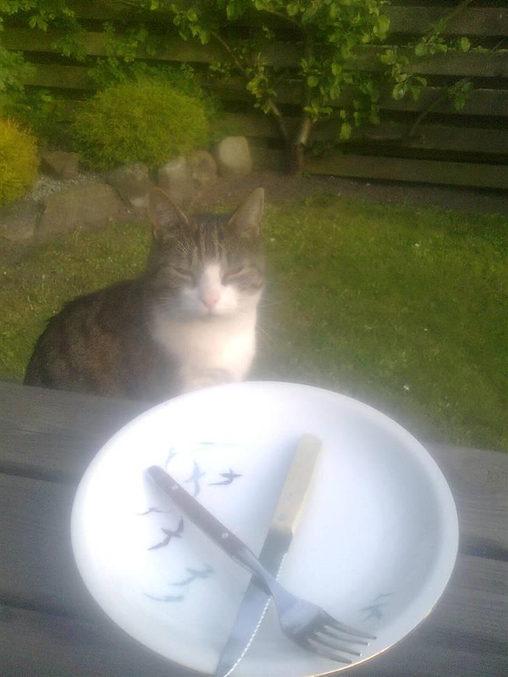 Huskat timmi :) - mmhh mad billede 7