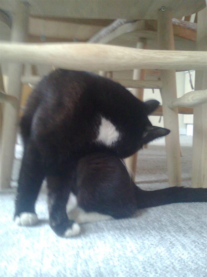 Huskat tessa R.I.P :`( - tessa vasker sig billede 1