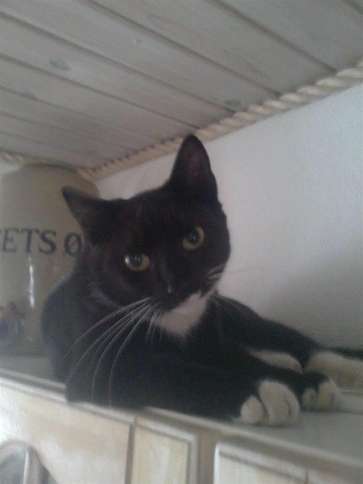 Huskat tessa R.I.P :`( - hej tessa billede 2