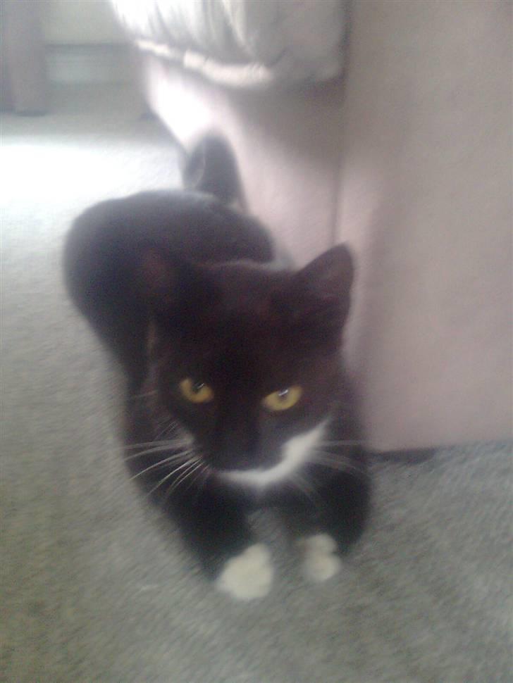 Huskat tessa R.I.P :`( - nuurh er hun ikke dejlig billede 3