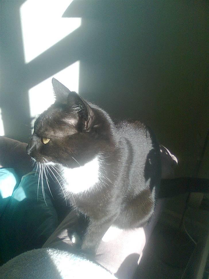 Huskat tessa R.I.P :`( billede 4