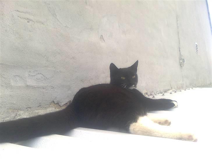 Huskat tessa R.I.P :`( - hun ligger og tager sol billede 5