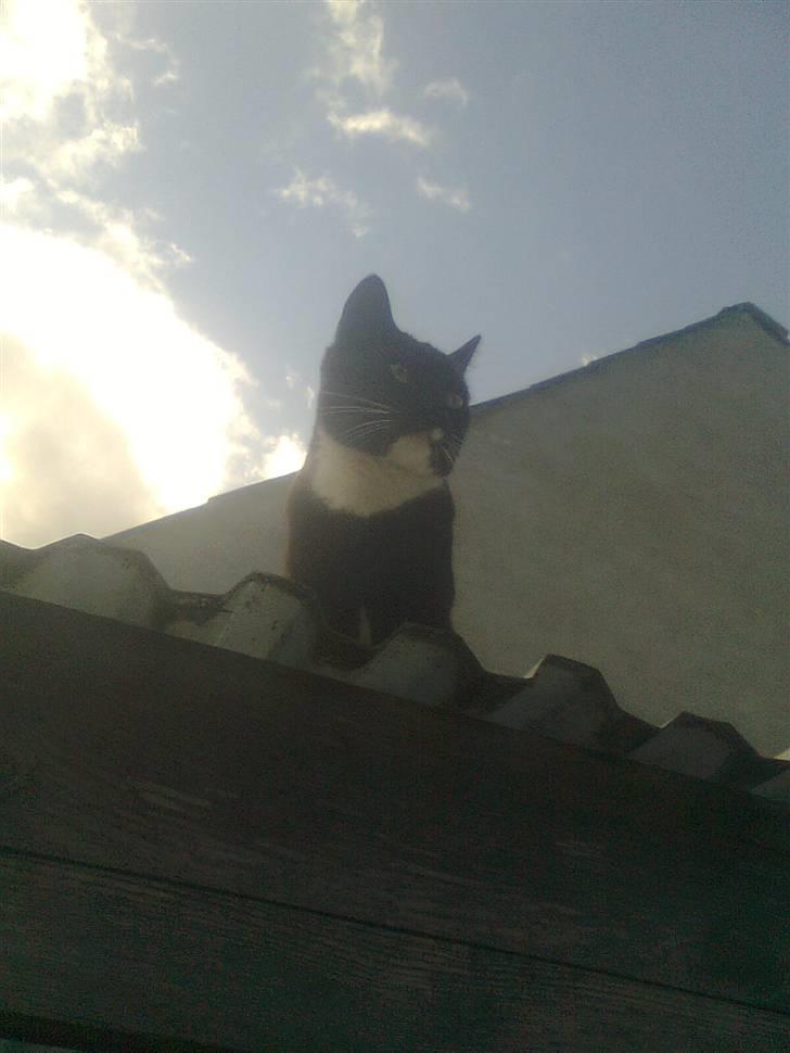 Huskat tessa R.I.P :`( - god udsigt billede 6