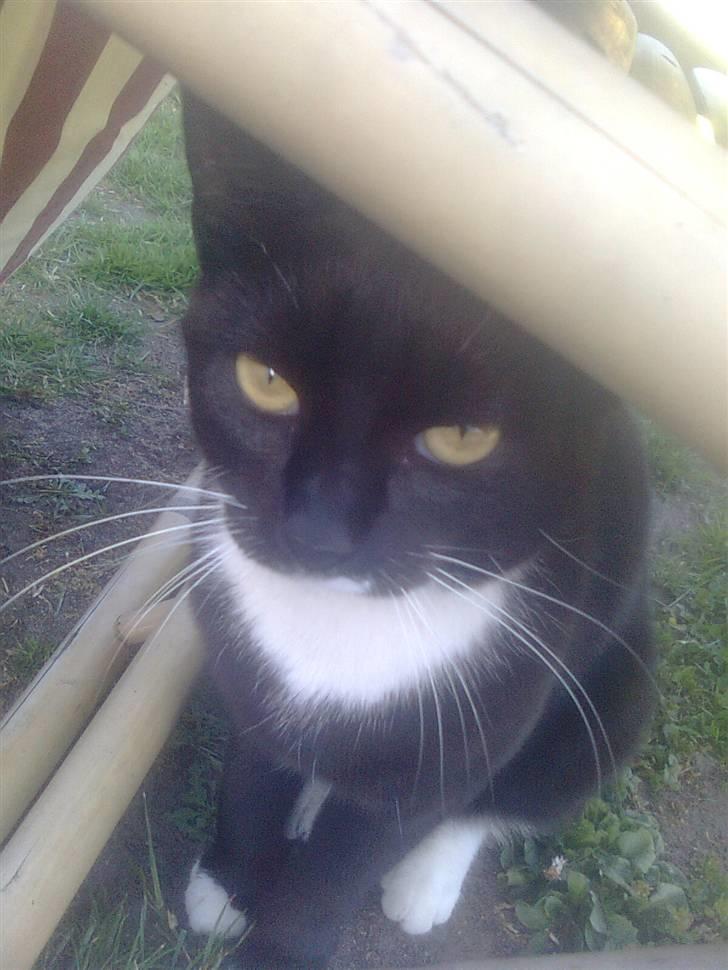 Huskat tessa R.I.P :`( - er hun ikke fin ? billede 7