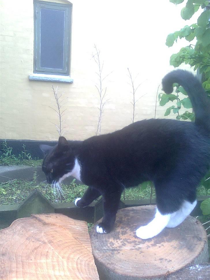 Huskat tessa R.I.P :`( - klatre tøsen tessa billede 8