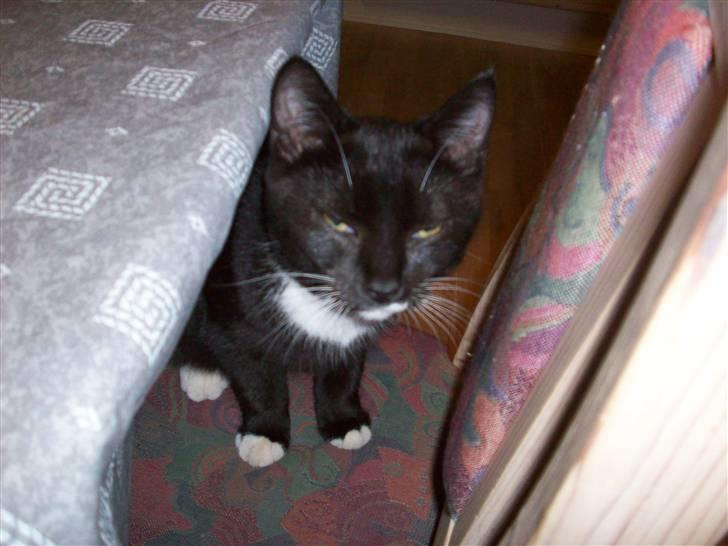 Huskat tessa R.I.P :`( - tessa sidder på stolen billede 9