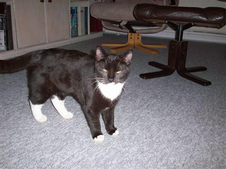 Huskat tessa R.I.P :`( - nuurh  billede 10