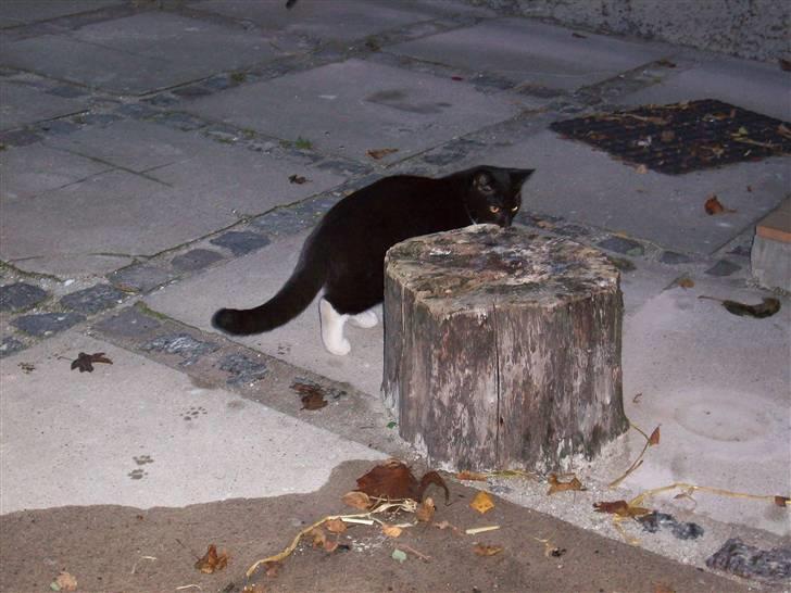 Huskat tessa R.I.P :`( - lugter trestuben af mus? billede 11