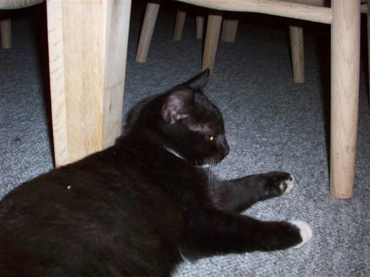 Huskat tessa R.I.P :`( billede 12