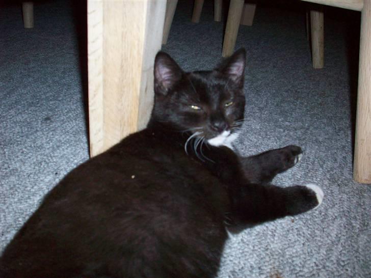 Huskat tessa R.I.P :`( billede 13