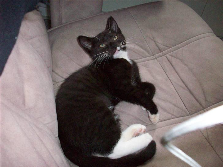 Huskat tessa R.I.P :`( - jeg elsker diig billede 14