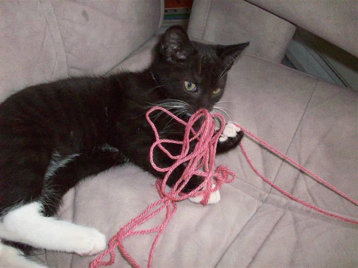 Huskat tessa R.I.P :`( - tessa leger med noget snor billede 15