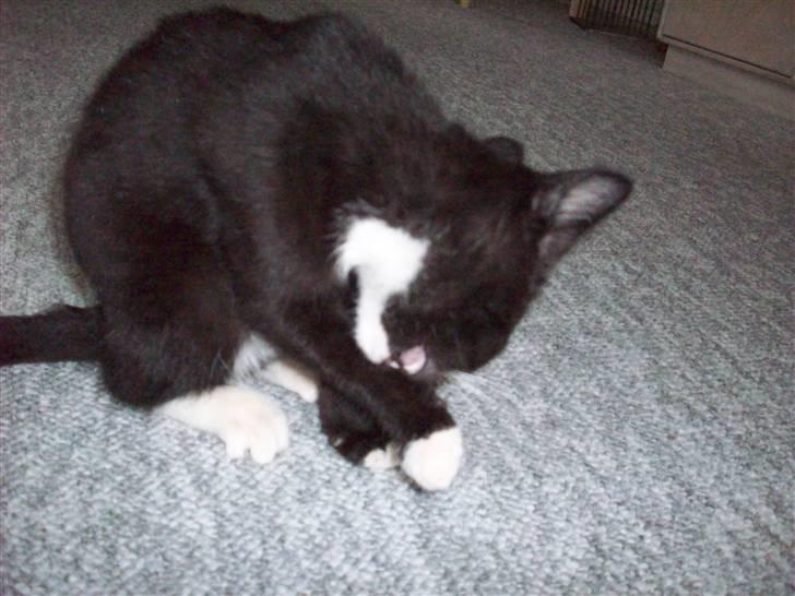 Huskat tessa R.I.P :`( - det klør  billede 16