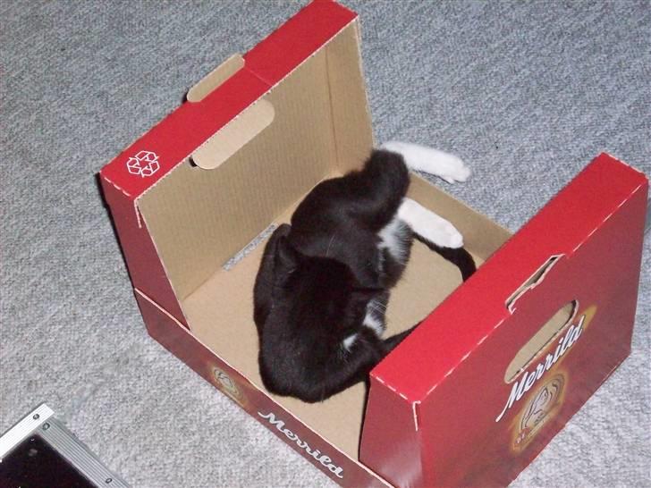 Huskat tessa R.I.P :`( - tessa elskede at sove i den papkasse billede 17