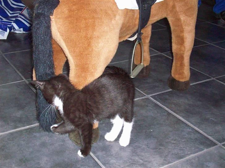 Huskat tessa R.I.P :`( - tessa leger med hestens hale billede 18