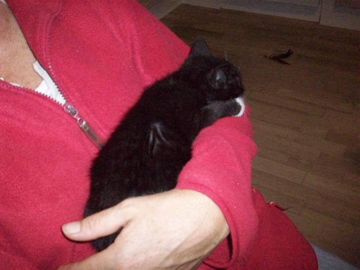 Huskat tessa R.I.P :`( - da vi fik hende.. hun var bare så lille og nuttet billede 19