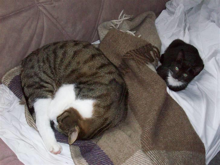 Huskat tessa R.I.P :`( - hun ligger sammen med timmi er hun ikke lille  billede 20