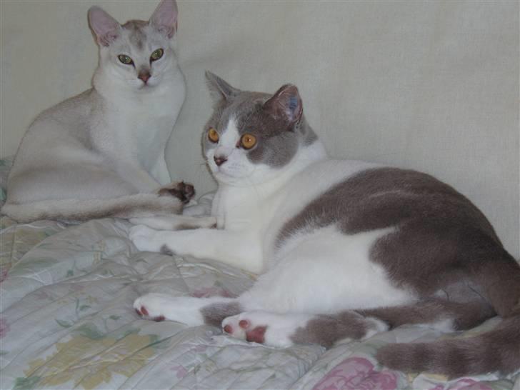 British Shorthair Felix - Felix og lillebror Victor som er Burmilla.  billede 1