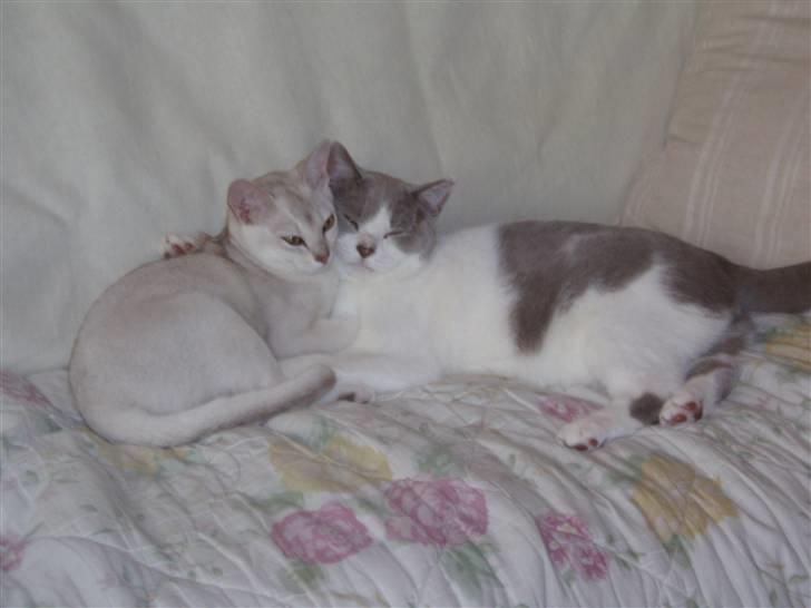 British Shorthair Felix - Felix og Victor sover arm i arm billede 2