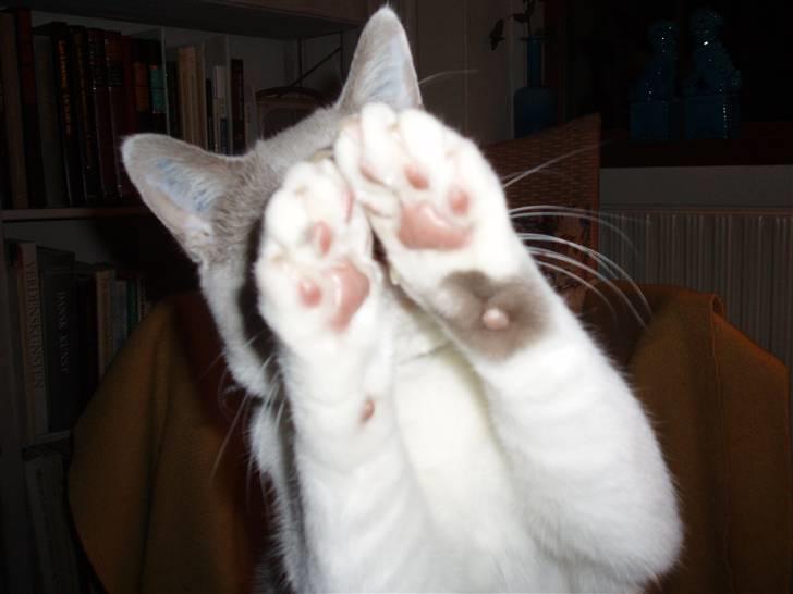 British Shorthair Felix - Be` om godbid billede 3