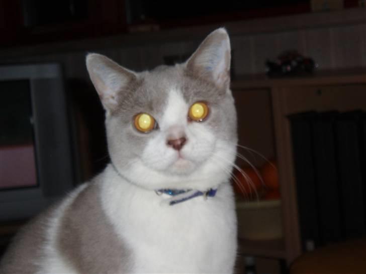 British Shorthair Felix - smuk fyr billede 4