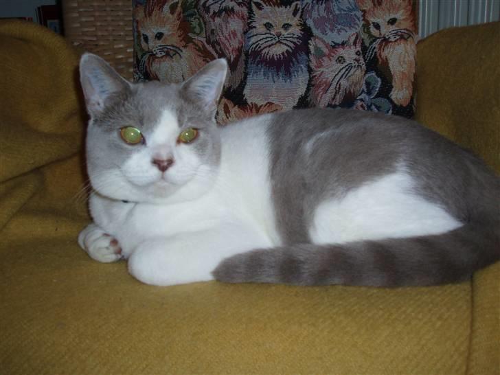 British Shorthair Felix - Bamsemand billede 5