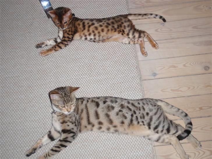 Blanding af racer Isis - Er vi ikke bare dejlige  billede 11