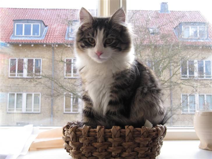 Norsk Skovkat Kejserheden's Madonna billede 6