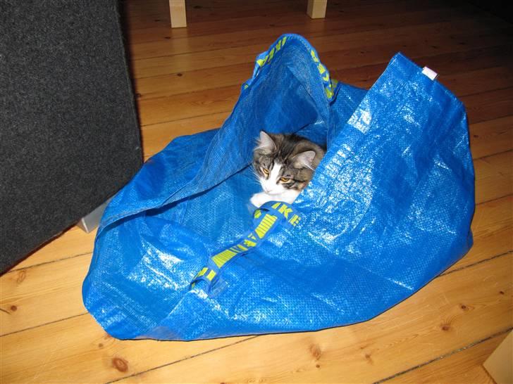 Norsk Skovkat Kejserheden's Madonna billede 7