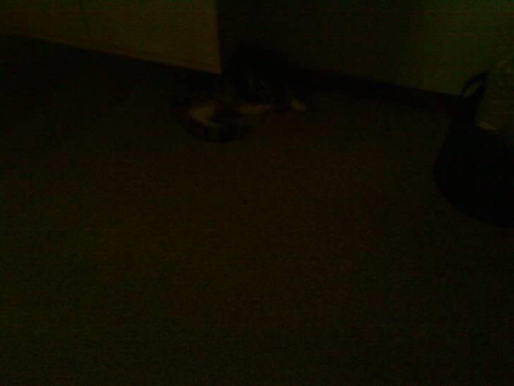 Huskat Misser R.I.P ): billede 1