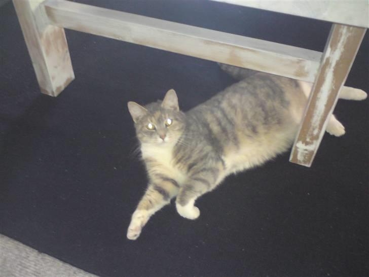 Huskat Misser R.I.P ): billede 2