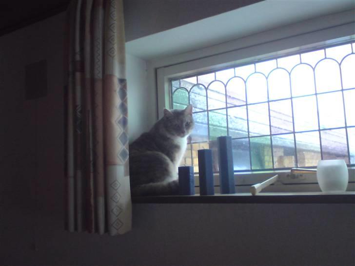 Huskat Misser R.I.P ): billede 3