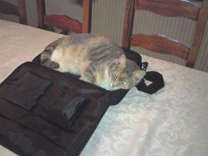 Huskat Misser R.I.P ): billede 4