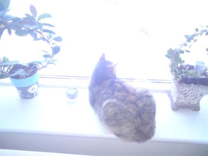 Huskat Misser R.I.P ): billede 5