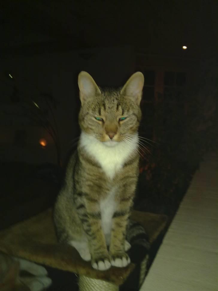 Huskat Emil billede 1