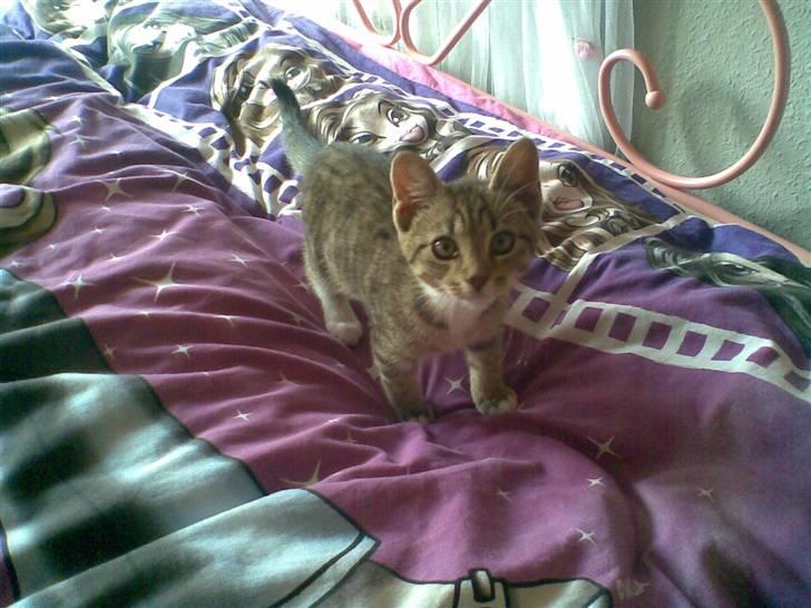 Huskat Emil - Emil som lille... billede 2