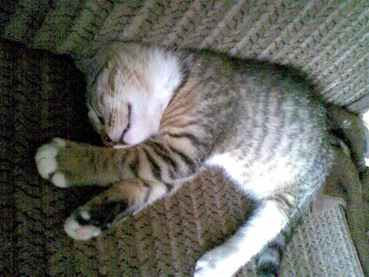 Huskat Emil billede 3