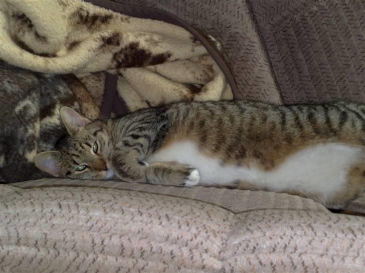 Huskat Emil billede 4