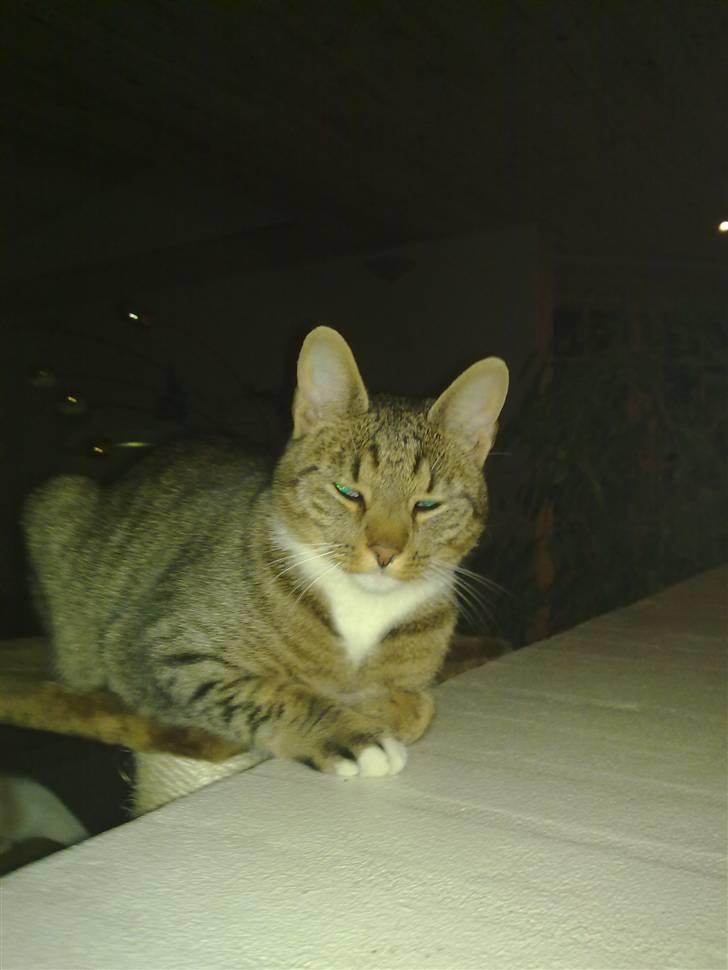 Huskat Emil billede 5