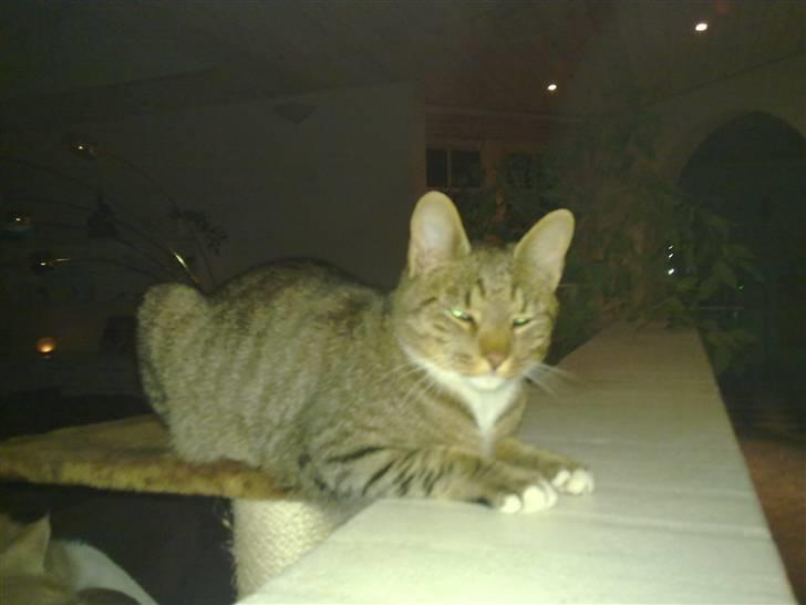 Huskat Emil billede 6