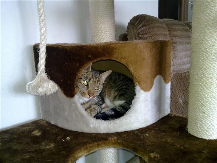 Huskat Emil billede 7