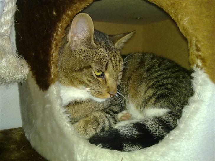 Huskat Emil billede 8