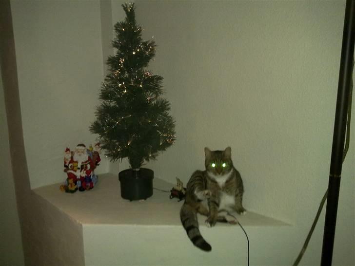 Huskat Emil billede 9