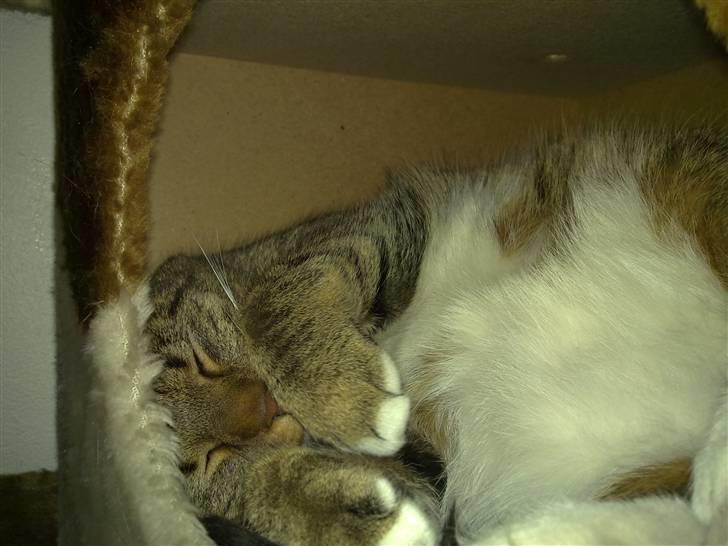 Huskat Emil billede 10