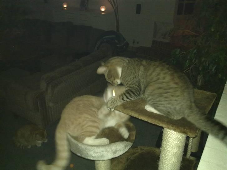 Huskat Emil - De elsker at lege sammen... billede 11